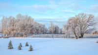 TREES December 2024 (10)