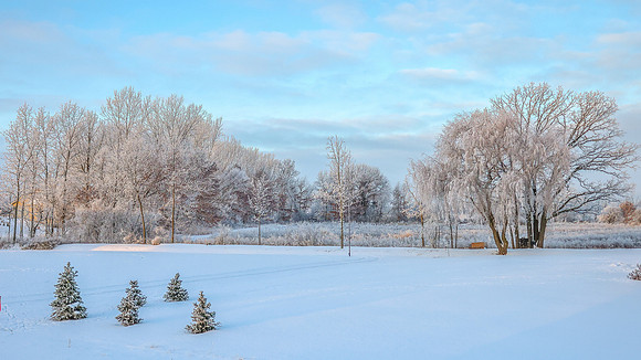 TREES December 2024 (10)