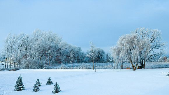 TREES December 2024 (69)