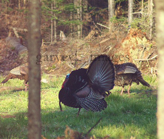 Wildlife & Nature  (3)