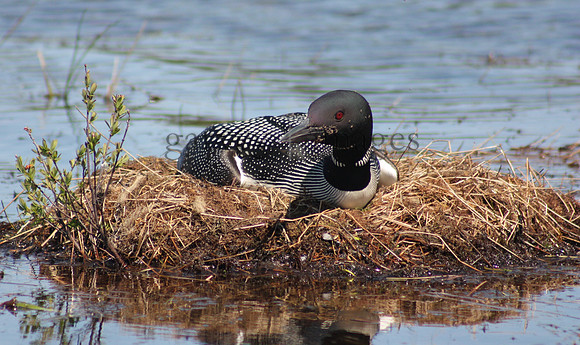Wildlife & Nature  (4)