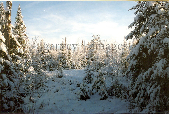 Wildlife & Nature  (6)