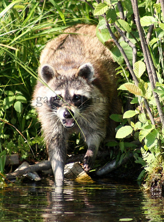 Wildlife & Nature  (9)