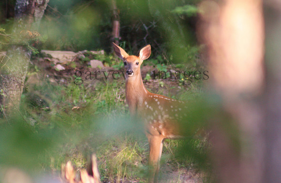 Wildlife & Nature  (8)