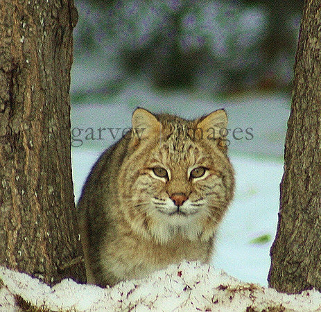 Wildlife & Nature  (10)