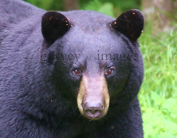 Wildlife & Nature  (15)