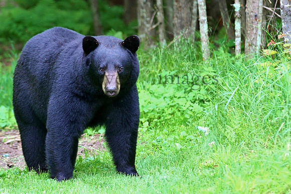 Wildlife & Nature  (14)