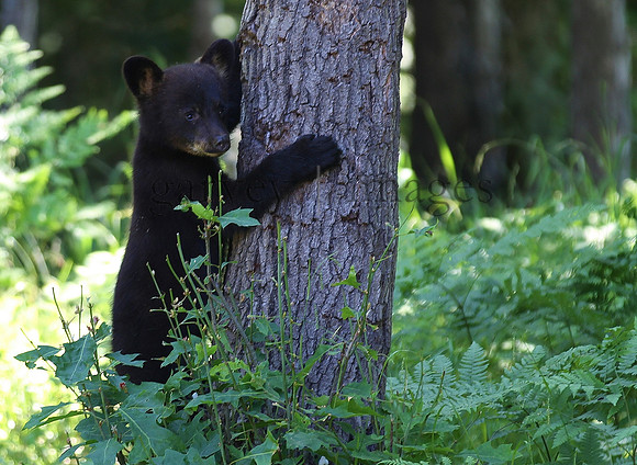 Wildlife & Nature  (20)