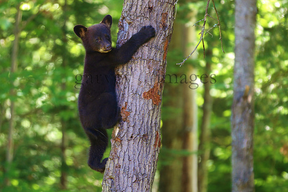 Wildlife & Nature  (22)