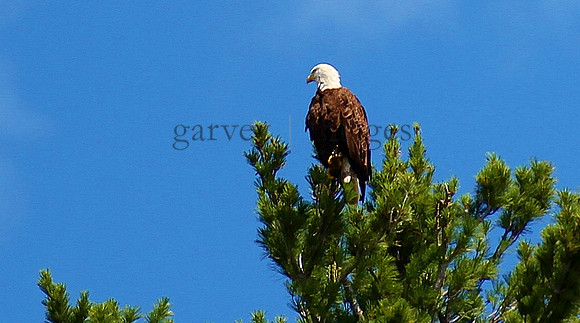 Wildlife & Nature  (23)