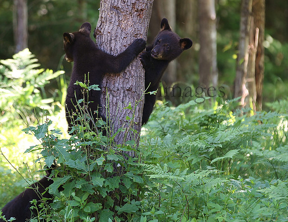 Wildlife & Nature  (21)