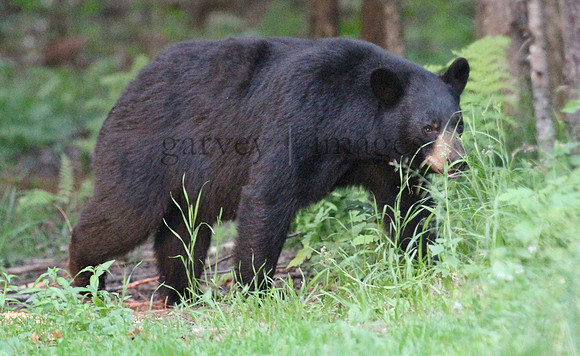 Wildlife & Nature  (24)