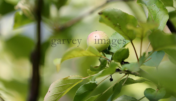Wildlife & Nature  (26)