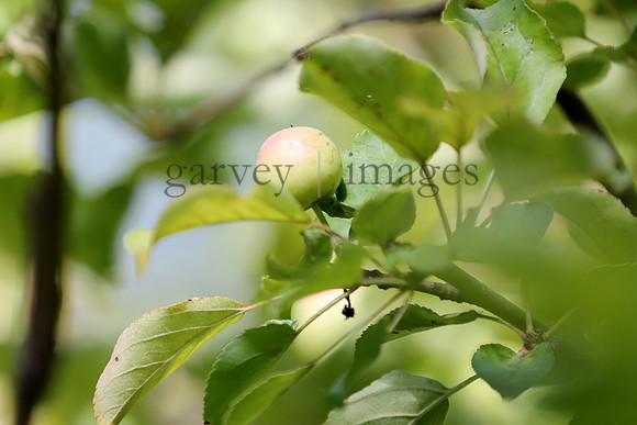 Wildlife & Nature  (27)