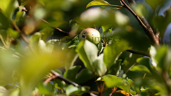 Wildlife & Nature  (28)