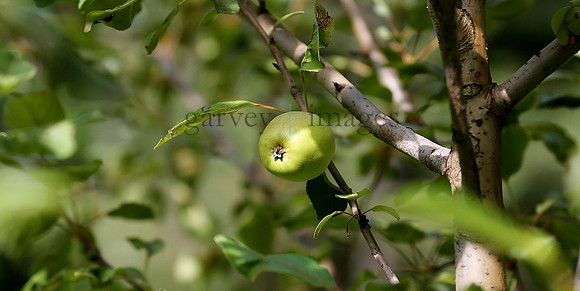 Wildlife & Nature  (29)