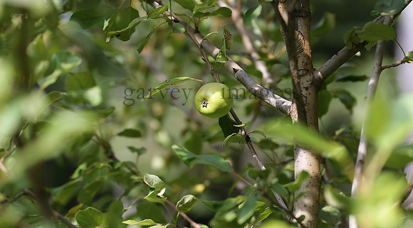 Wildlife & Nature  (30)