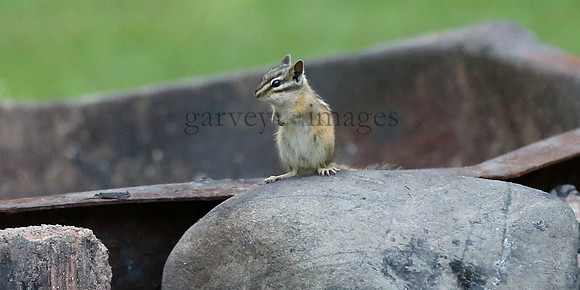 Wildlife & Nature  (36)