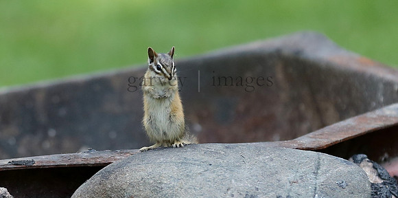 Wildlife & Nature  (37)