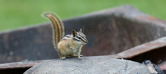 Wildlife & Nature  (38)