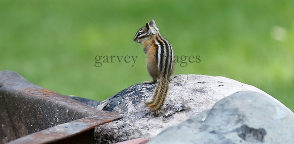 Wildlife & Nature  (39)