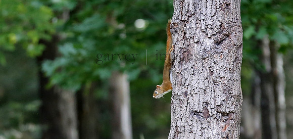Wildlife & Nature  (40)