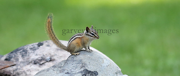 Wildlife & Nature  (42)