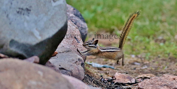 Wildlife & Nature  (41)