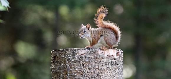 Wildlife & Nature  (43)