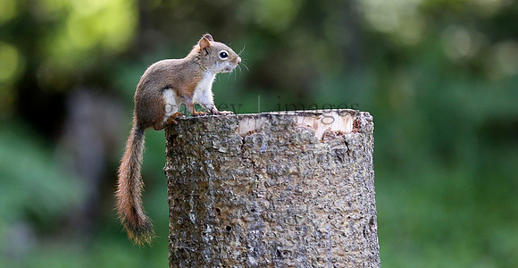 Wildlife & Nature  (44)