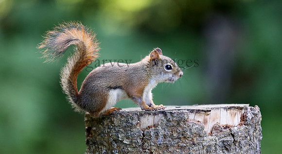 Wildlife & Nature  (45)