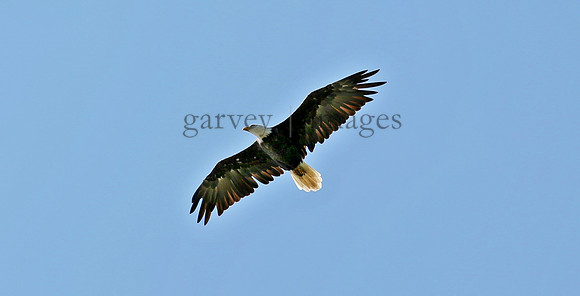 Wildlife & Nature  (48)