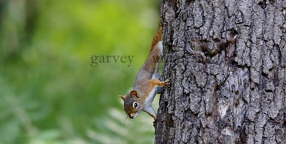 Wildlife & Nature  (46)