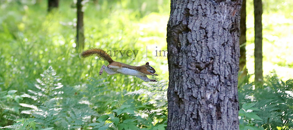 Wildlife & Nature  (47)