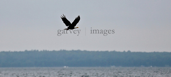 Wildlife & Nature  (50)