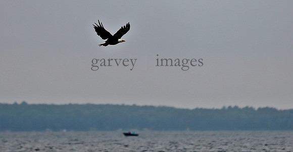 Wildlife & Nature  (51)