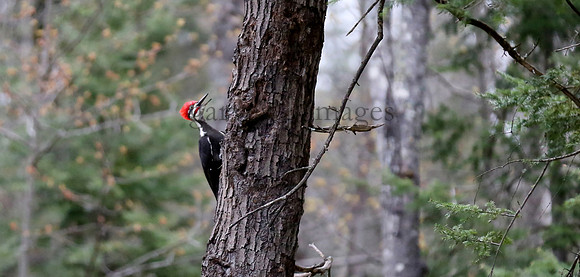 Wildlife & Nature  (55)