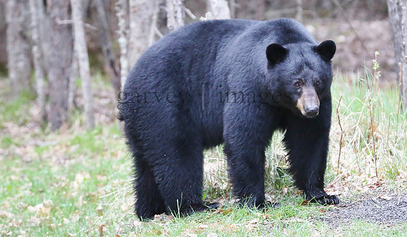 Wildlife & Nature  (53)