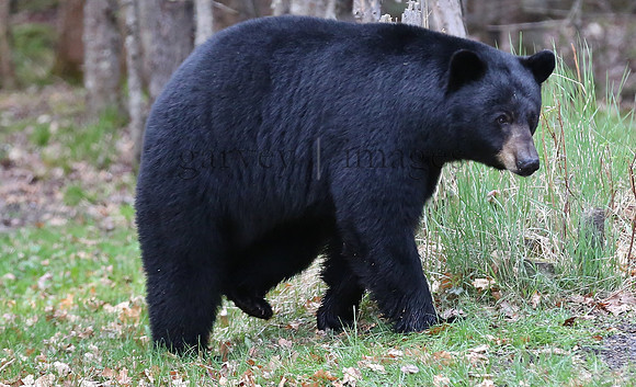 Wildlife & Nature  (52)