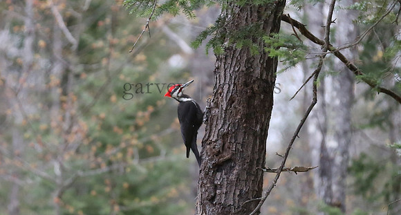 Wildlife & Nature  (56)