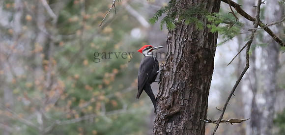 Wildlife & Nature  (58)