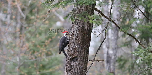 Wildlife & Nature  (59)