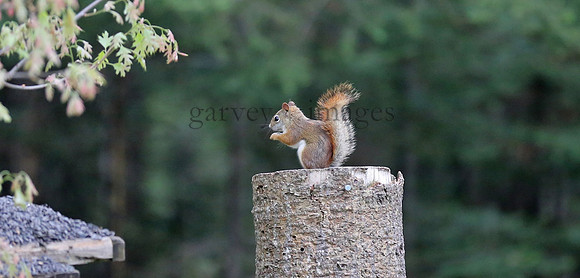Wildlife & Nature  (62)