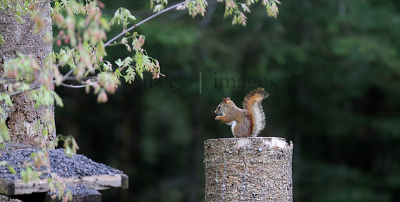 Wildlife & Nature  (63)