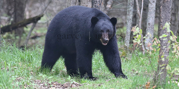 Wildlife & Nature  (61)