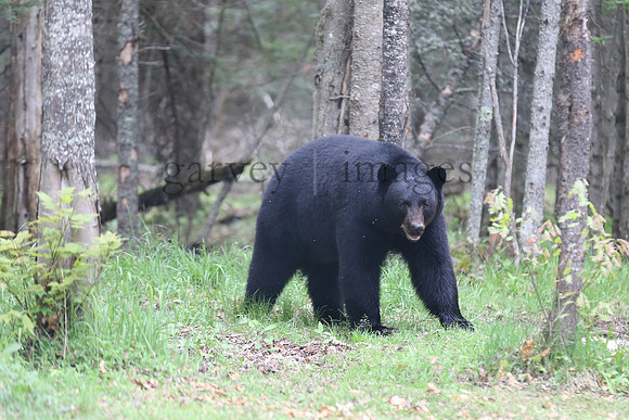 Wildlife & Nature  (60)