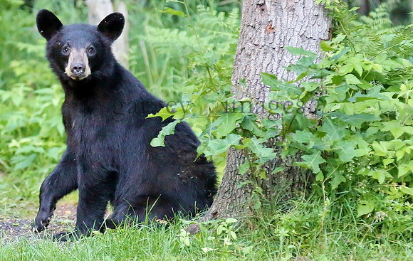 Wildlife & Nature  (64)