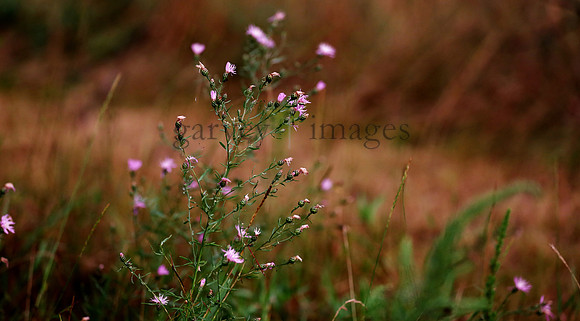 Wildlife & Nature  (69)