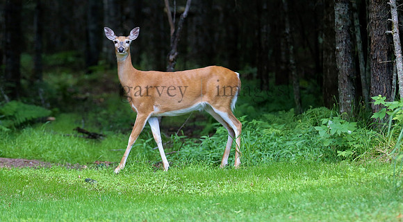 Wildlife & Nature  (74)