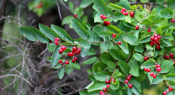 Wildlife & Nature  (78)